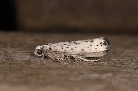 Attēlu rezultāti vaicājumam “Yponomeuta plumbella”