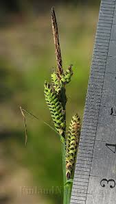 Attēlu rezultāti vaicājumam “Carex cespitosa”