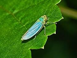 Attēlu rezultāti vaicājumam “Cicadella viridis female”