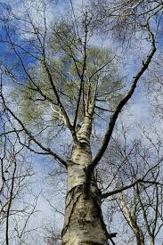 Attēlu rezultāti vaicājumam “Betula pendula var. carelica”