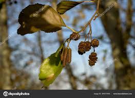 Attēlu rezultāti vaicājumam “Alnus glutinosa bud”