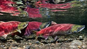 Image result for Oncorhynchus nerka
