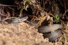 Attēlu rezultāti vaicājumam “Coronella austriaca adult”