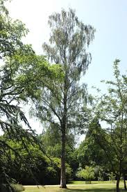 Attēlu rezultāti vaicājumam “Betula pendula var. carelica”