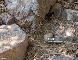 Attēlu rezultāti vaicājumam “Larus argentatus nest”
