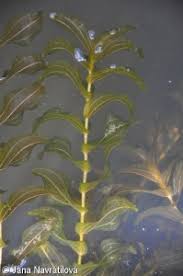 Attēlu rezultāti vaicājumam “Potamogeton perfoliatus fruit”