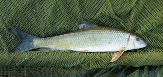 Image result for Moxostoma duquesnei