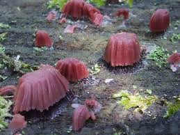 Attēlu rezultāti vaicājumam “Stemonitis fusca”