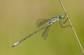 Attēlu rezultāti vaicājumam “Lestes sponsa”