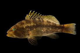 Image result for Centropristis striata