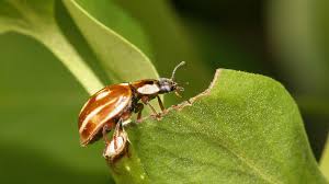 Attēlu rezultāti vaicājumam “Myzia oblongoguttata”