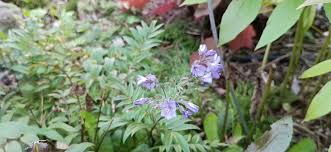 Attēlu rezultāti vaicājumam “Polemonium caeruleum flower”