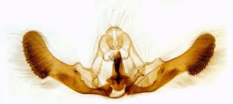 Attēlu rezultāti vaicājumam “Epiblema grandaevana”