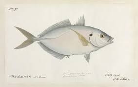 Image result for Katsuwonus pelamis