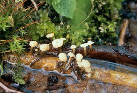 Attēlu rezultāti vaicājumam “Cudoniella clavus”