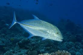 Image result for Caranx melampygus