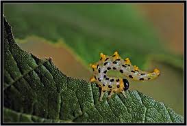 Attēlu rezultāti vaicājumam “Nematus ribesii”