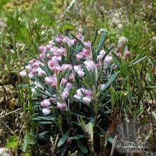 Attēlu rezultāti vaicājumam “Andromeda polifolia leaf”