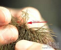 Attēlu rezultāti vaicājumam “Ceratophyllum demersum”