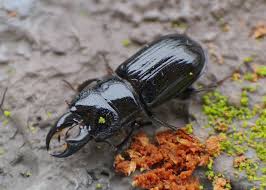 Attēlu rezultāti vaicājumam “Ceruchus chrysomelinus”