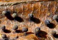 Attēlu rezultāti vaicājumam “Lamproderma violaceum”