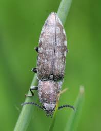 Attēlu rezultāti vaicājumam “Elateridae”