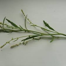 Attēlu rezultāti vaicājumam “Atriplex littoralis fruit”