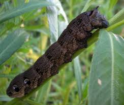 Attēlu rezultāti vaicājumam “Deilephila elpenor imago”