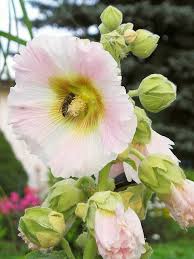 Image result for Stockrose