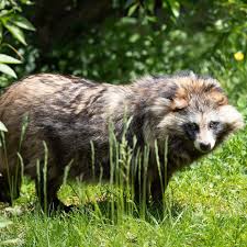 Attēlu rezultāti vaicājumam “Nyctereutes procyonoides”