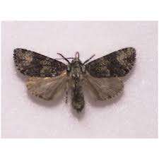 Attēlu rezultāti vaicājumam “Craniophora ligustri”