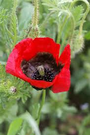 Attēlu rezultāti vaicājumam “Papaver argemone fruit”
