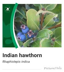 Attēlu rezultāti vaicājumam “Crataegus x macrocarpa fruit”