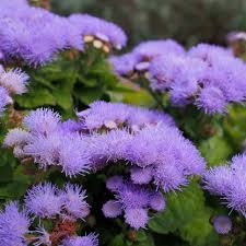 Image result for Ageratum mexicanum