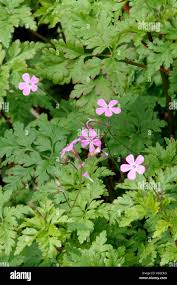 Attēlu rezultāti vaicājumam “Geranium robertianum leaf”