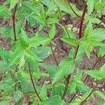 Attēlu rezultāti vaicājumam “Epilobium montanum leaf”