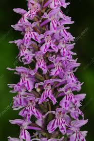 Attēlu rezultāti vaicājumam “Dactylorhiza fuchsii flower”