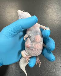 Attēlu rezultāti vaicājumam “Lycogala irregulare sessile”