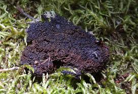 Attēlu rezultāti vaicājumam “Symphytocarpus trechisporus macro”