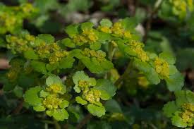 Attēlu rezultāti vaicājumam “Chrysosplenium alternifolium leaf”