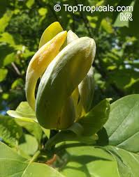 Attēlu rezultāti vaicājumam “Magnolia acuminata fruit”