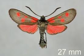 Attēlu rezultāti vaicājumam “Zygaena viciae”