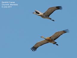 Image result for Grus canadensis