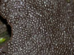 Attēlu rezultāti vaicājumam “Tubifera magna macro”