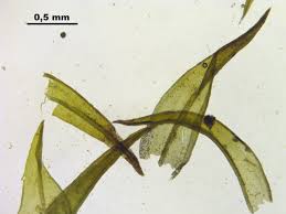 Attēlu rezultāti vaicājumam “Schistidium dupretii”