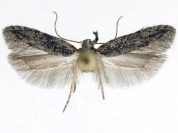 Attēlu rezultāti vaicājumam “Hypatima rhomboidella”