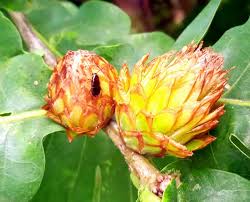 Attēlu rezultāti vaicājumam “Andricus foecundatrix”