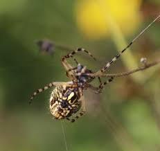 Attēlu rezultāti vaicājumam “Aculepeira ceropegia”