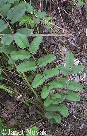 Attēlu rezultāti vaicājumam “Sanguisorba officinalis leaf”