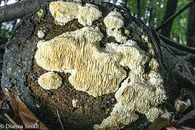 Attēlu rezultāti vaicājumam “Antrodia malicola”